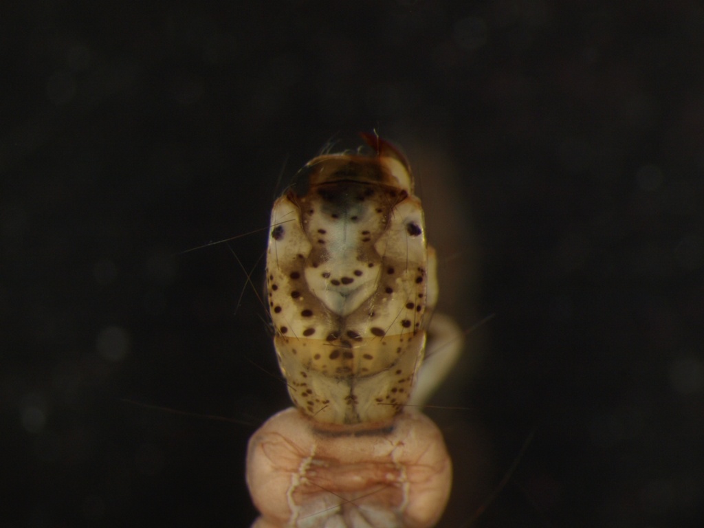 Polycentropus flavomaculatus